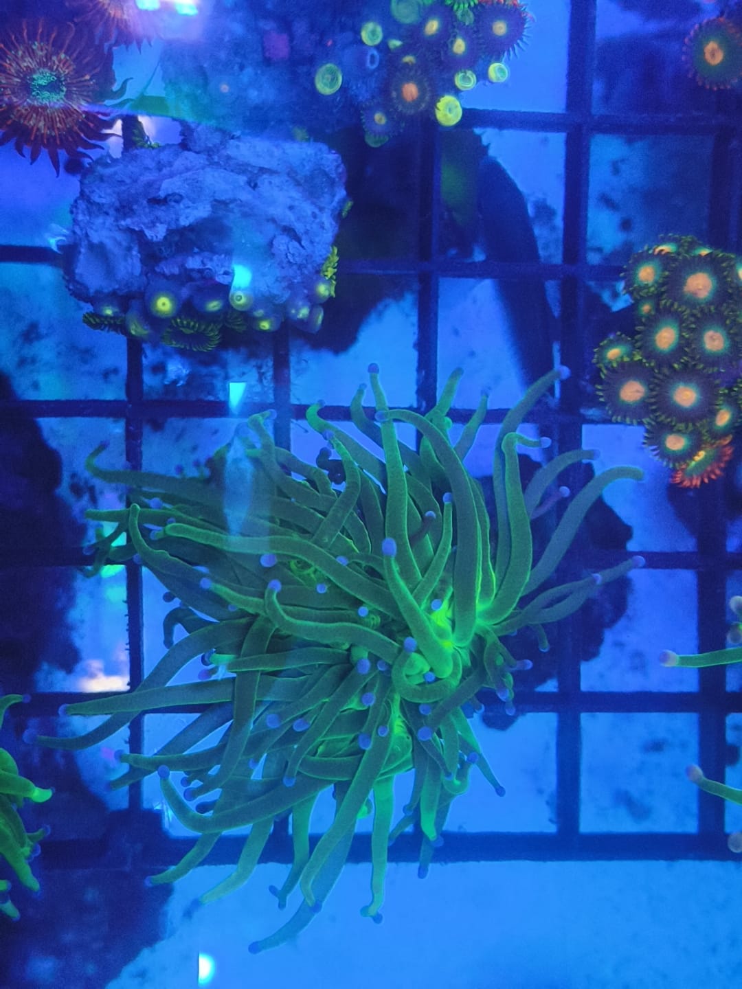 Lot 10: Triple Head Torch (Neon Green & Blue Tip)