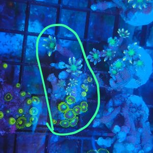 Lot 3: Zoa & Clove Polyp Combo Mix