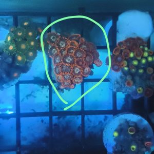 Lot 4: 33-Polyp Zoa Frag