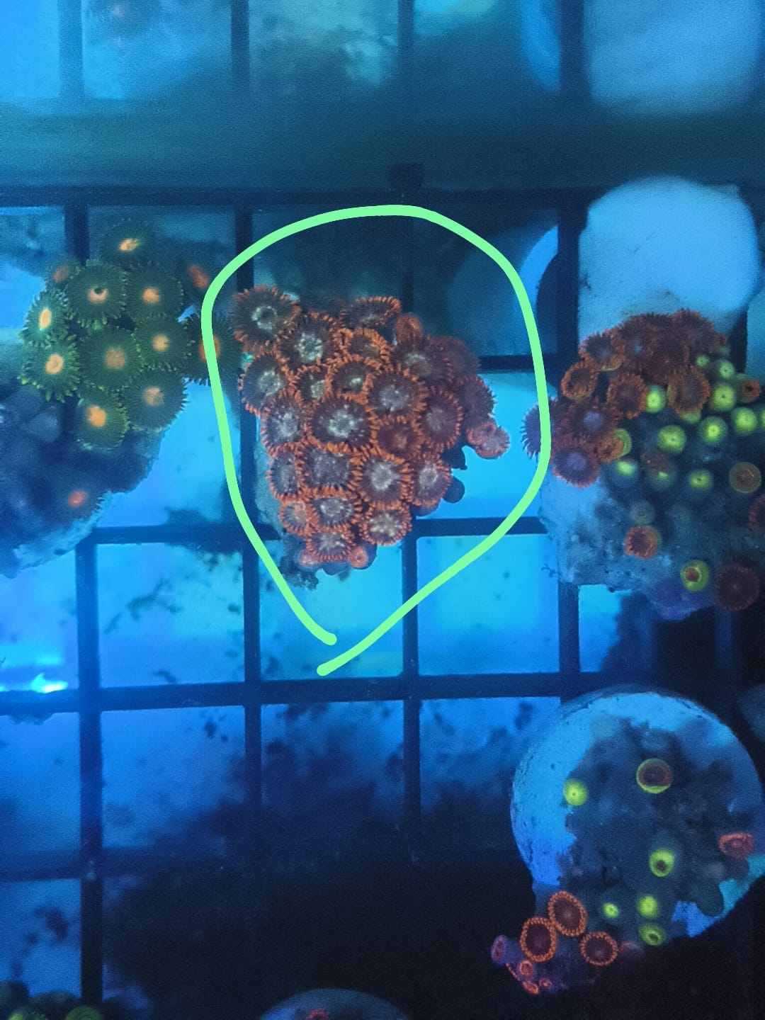 Lot 4: 33-Polyp Zoa Frag