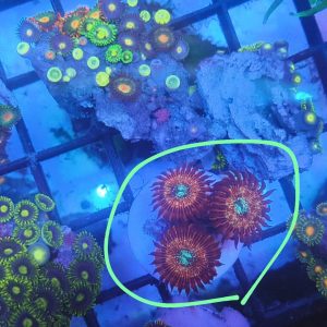 Lot 7: 3-Polyp Magician Zoa