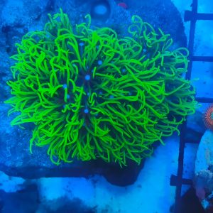 Lot 8: Palm-Sized Lumo Green GSP
