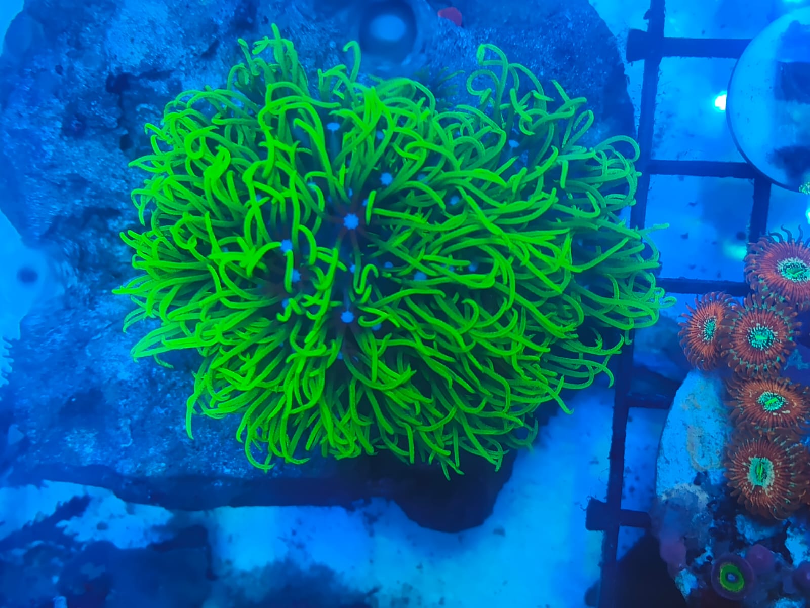 Lot 8: Palm-Sized Lumo Green GSP